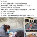 부산 말티즈 49마리 강아지공장에서 유기된거 아니래! 이미지