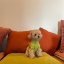 몽마르뜨 동물병원 이미지