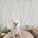 몽구리DOG 이미지