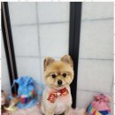 강아지미용실 이미지