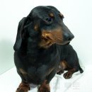 베르네집 이미지