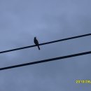 인삼골식당 이미지