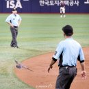 새 한 이미지
