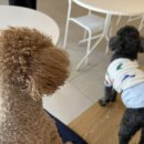 펌킨 펫하우스 서울숲 이미지