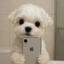 피카소동물병원 이미지