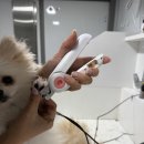 허벌라개 | 광주애견목욕 광주애견출장목욕 유촌동반려견목욕 허벌라개