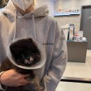 아베텍 | 레오의 하루🖤 아베텍 131종 알러지 검사결과