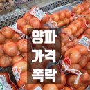 가락동농산물 | 양파 효능 종류 요리법 가격 폭락