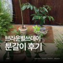 플로리다반점 | 울산식물 브라운벌쓰데이 화분 분갈이 가드닝 후기