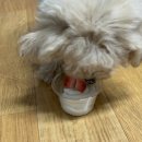 댕장금 네이버블로그