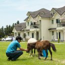 스파벨리스 이미지