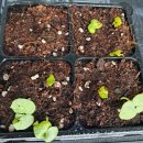 내가본꽃씨 이미지