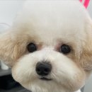 로에펫 이미지
