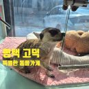 특별한동물가게 평택점 이미지