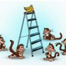 화이트래빗 이미지