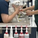 정 메디컬 동물병원 이미지