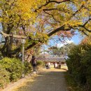 은행자동차(주) | 밀양 은행나무 단풍명소 금시당, 오연정 방문 후기