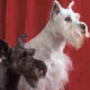 행복한 강아지 이미지