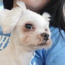 더왈츠앤조이피아 이미지