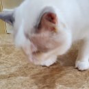 아이엠펫케어 | 고양이 간식, 휴애니스의 유산균이 들어있는 동결건조 트릿과 스케일러 플러스