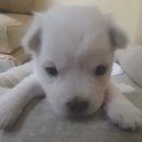 세븐일레븐 구의현대점 | 까이 3월 결산 : 일본 여행 그리고 벚꽃, 지나친 야근과 먹부림