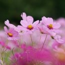 둥지해오름 Daum카페
