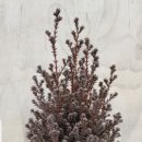 레드스타 이미지