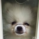 바라바 이미지