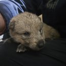 할리켄넬 이미지