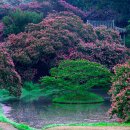 [번개단체] 담양여행...명옥헌 배롱나무꽃을 찾아서..그리고.나주 메타쇄콰이어길.8/23(일) 이미지