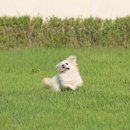 화이트 켄넬 이미지