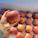 친환경 농법 칼슘 보르도액 사과 가격다운!!!! 이미지