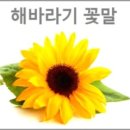 꽃말 티스토리