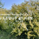 골드파운틴 이미지