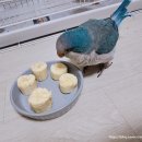 과일뭉치