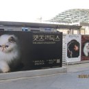 캣츠앤 | 여의도벙커 | 캣츠앤독스 관람 냥집사 후기