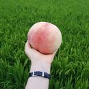 복상농장 이미지