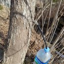 지리산구름정원 이미지