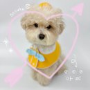 개린이세상 이미지