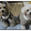 하이디