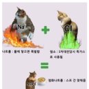 신기방기 이미지