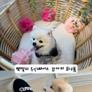 펫밀리 | [강아지 유니폼 후기] 펫밀리 두산베어스 강아지 옷 착용감·사이즈 솔직 리뷰