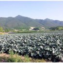 모단농장 이미지