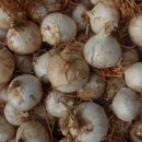 주아농장 이미지