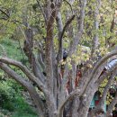 창원 인곡리 모과나무 이미지