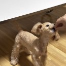 댕댕이 그루밍 | 안양 애견미용실 비산동 밍그루밍 후기 / 6개월 말티푸 / 첫미용 / 배냇미용