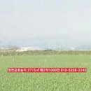 황정리 과수원 이미지