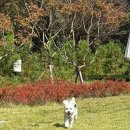 팔봉수피아 이미지