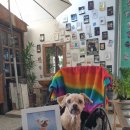 도꼬시에 이미지