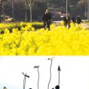 해송과 바다 이미지